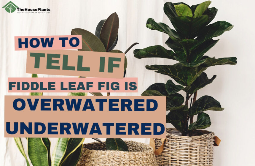 how to tell if fiddle leaf fig is overwatered or underwatered