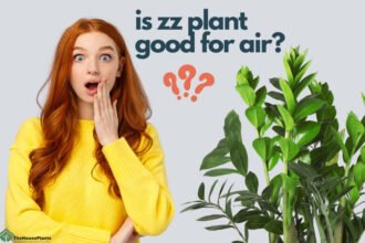 is zz plant good for air
