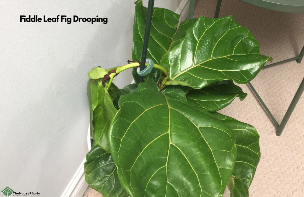 my fiddle leaf fig is drooping
