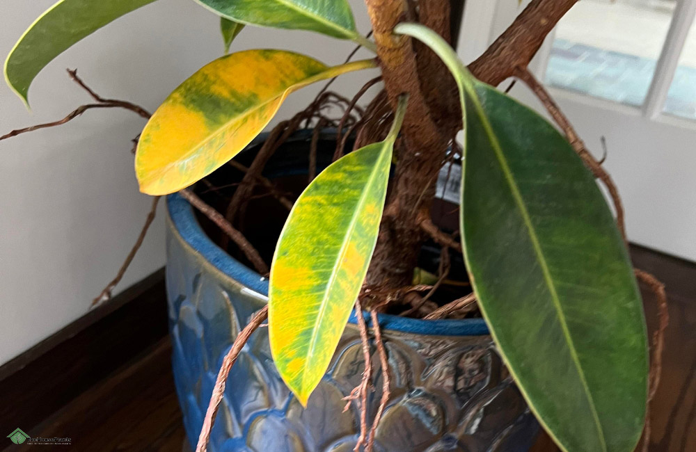 rubber plant turning yellow