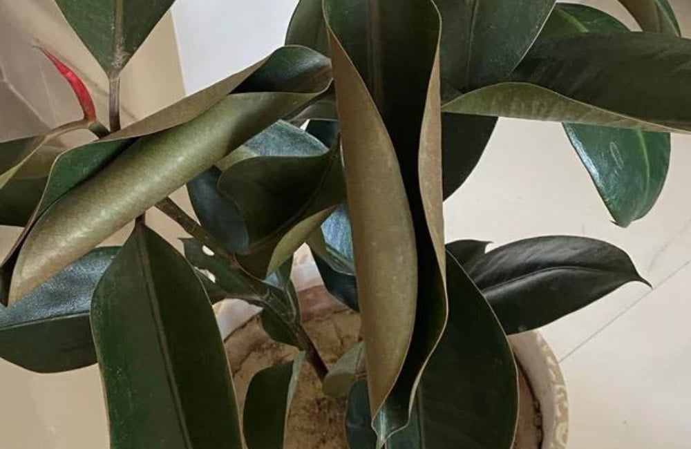 rubber plant with curled leaves