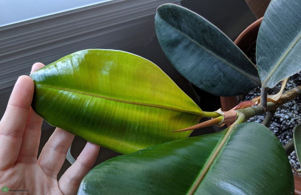 rubber plant with yellow leaves