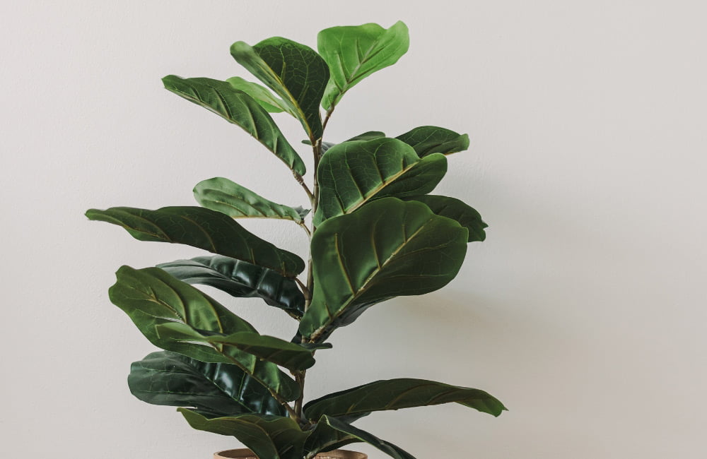 why are my fiddle leaf fig leaves pointing up