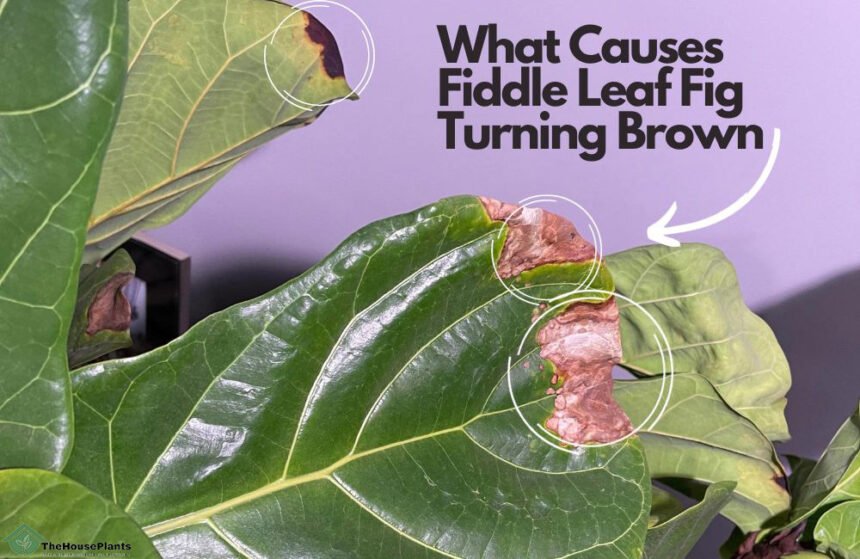 why fiddle fig leaves turning brown