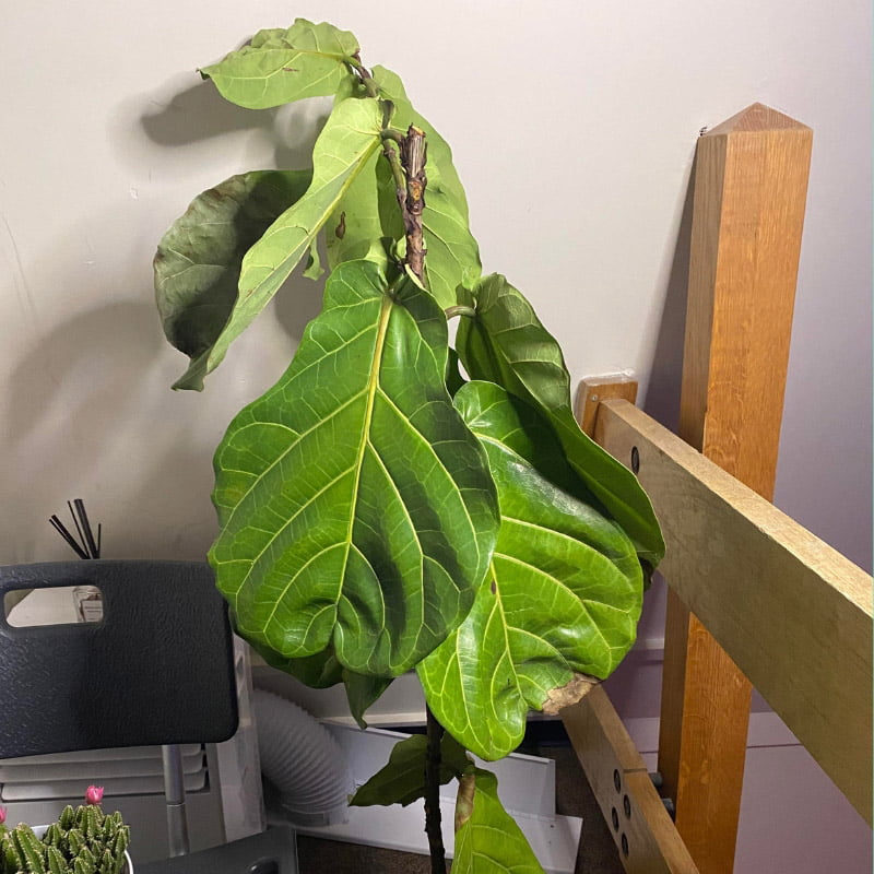 why is fiddle leaf fig drooping