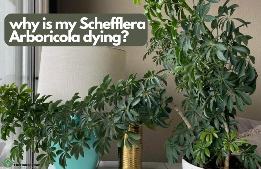 why is my Schefflera Arboricola dying?