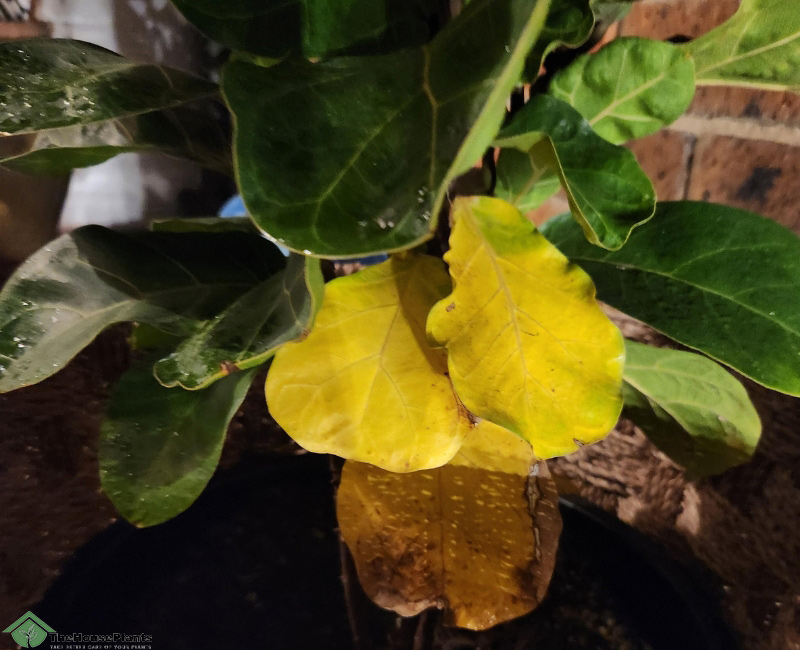 why is my fiddle leaf fig plant turning yellow