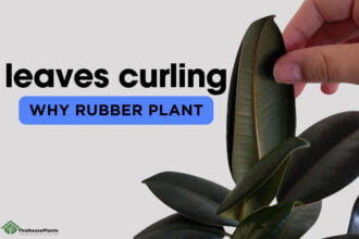 why rubber plant leaves curling