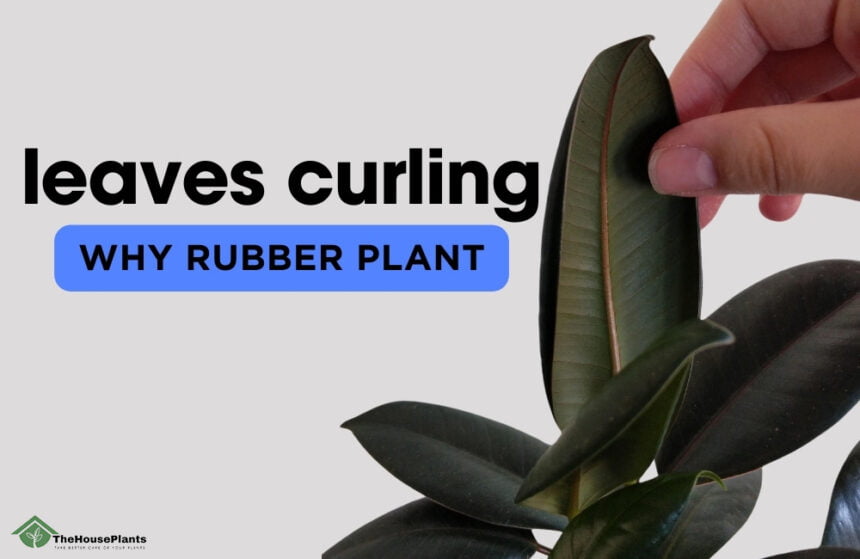 why rubber plant leaves curling