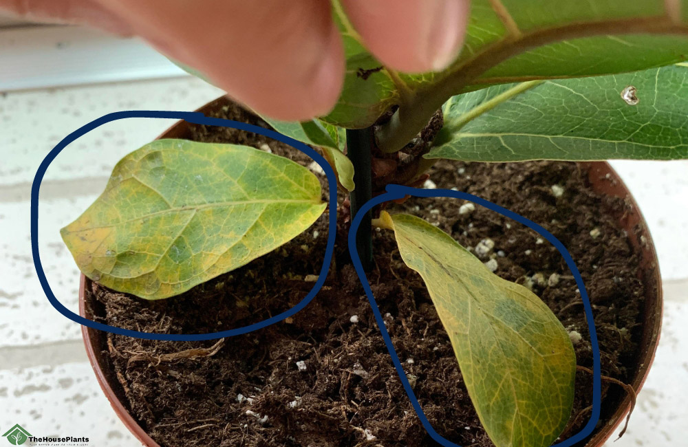 Bottom Leaves of Your Fiddle Leaf Fig Turning Yellow