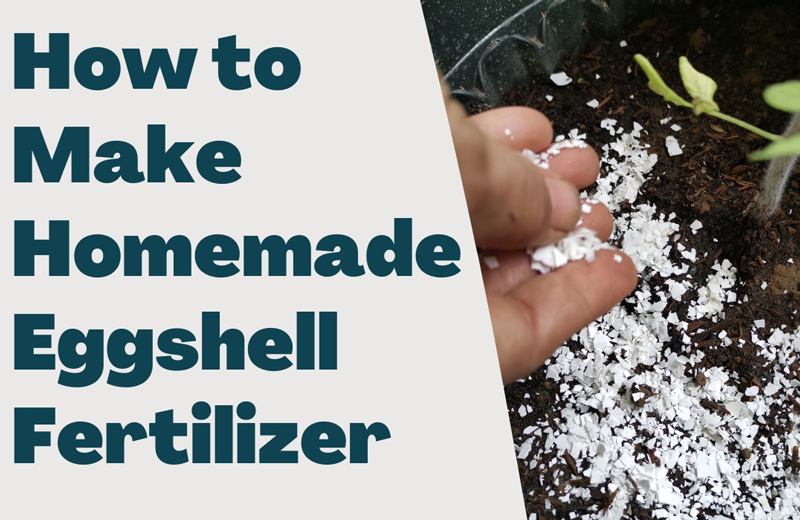 How to Make Homemade Eggshell Fertilizer