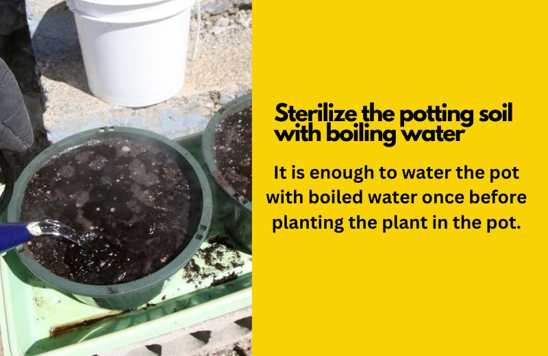 Sterilize the potting soil with boiling water
