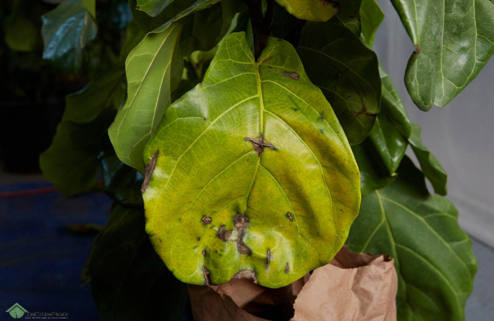 yellowing of bottom leaves on a Fiddle Leaf Fig