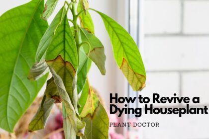 How to Revive a Dying Houseplant